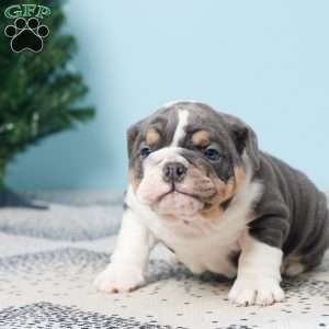 DALLAS, English Bulldog Puppy